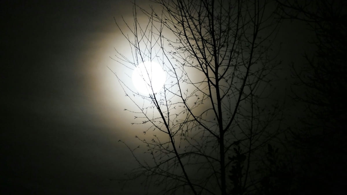 Volle maan tussen de takken door