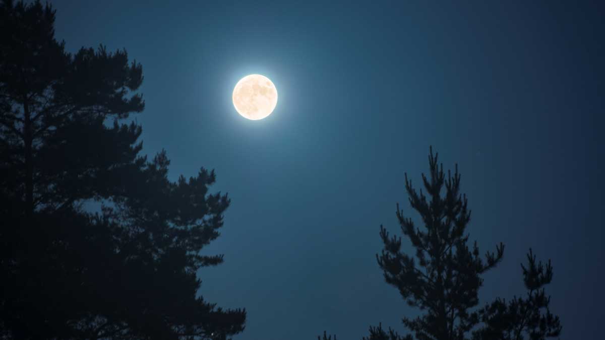 Volle maan boven silhouet bomen in het Vierhouterbos