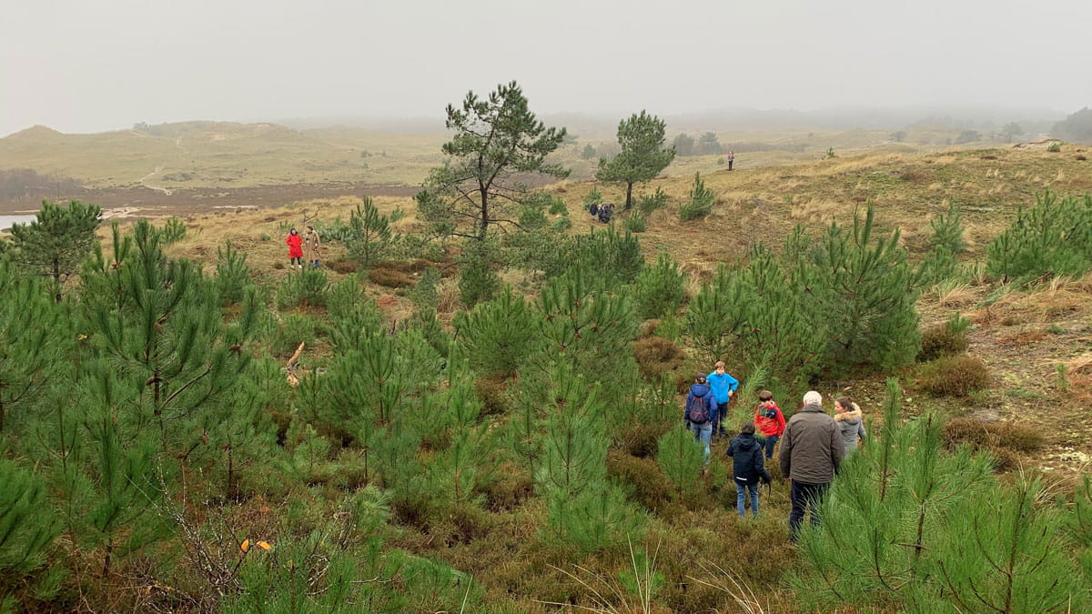 Kerstbomen zagen in de duinen