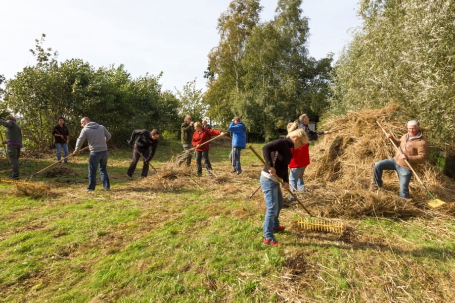 Groep harkt gemaaid gras bij elkaar in polderlandschap
