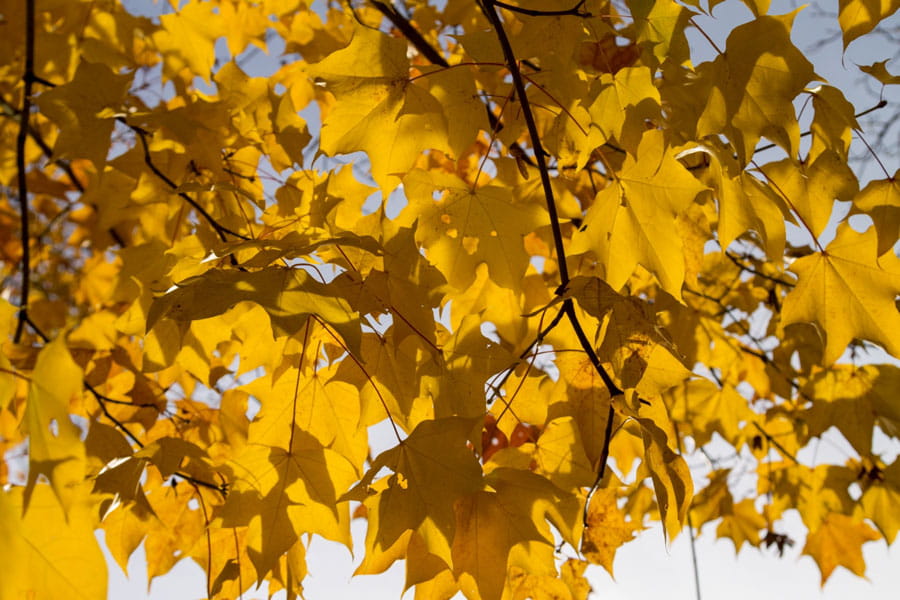gele bladeren in de herfst