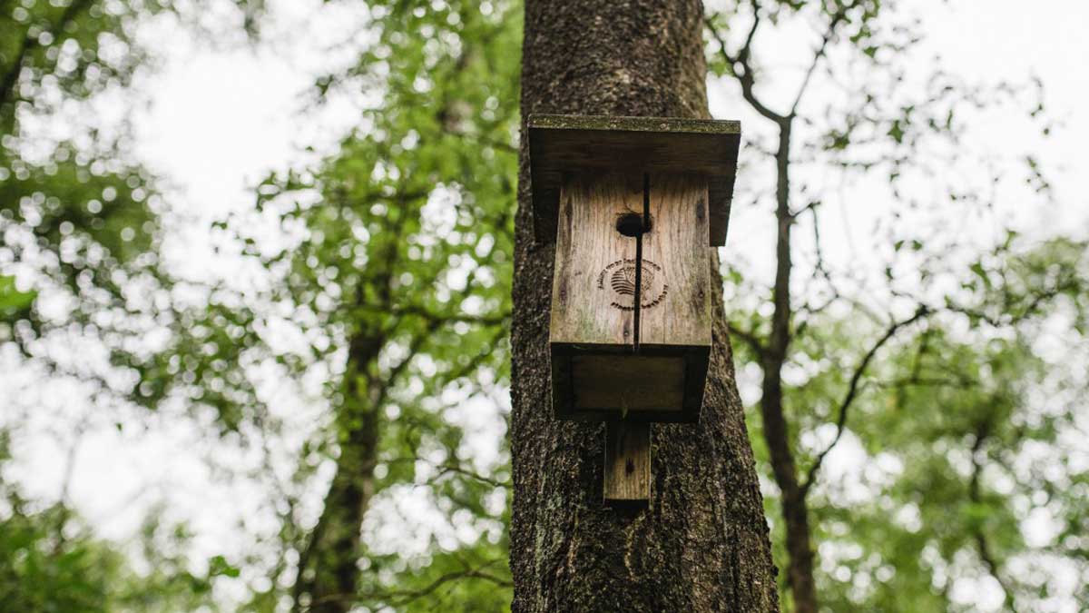 Vogelhuisje in een boom