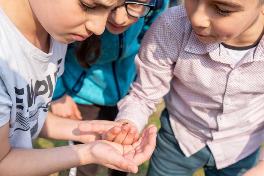 Kinderen bekijken mier op hun handen Kinderen bekijken mier op hun handen