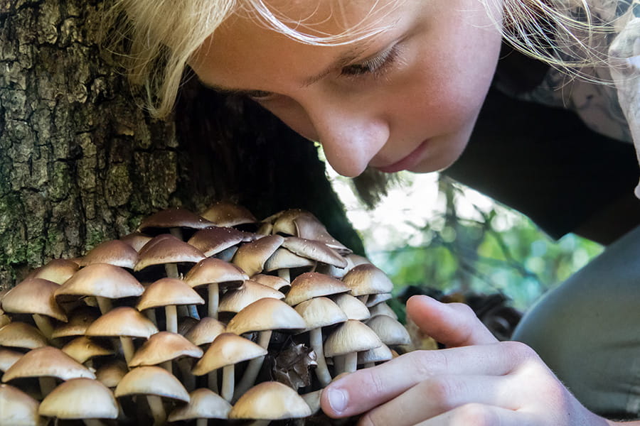 speuren naar paddenstoelen