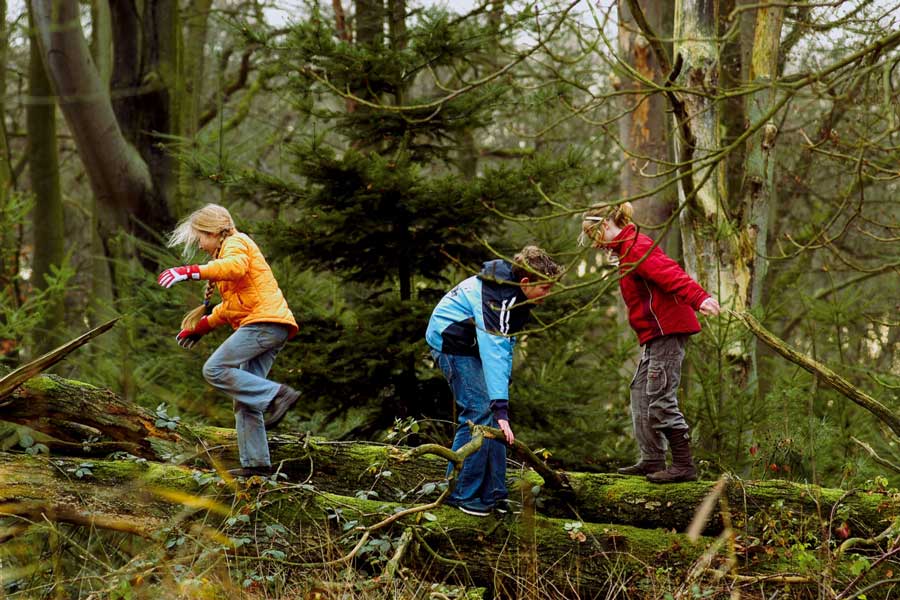 Drie kinderen balanceren op een omgevallen boom in het bos