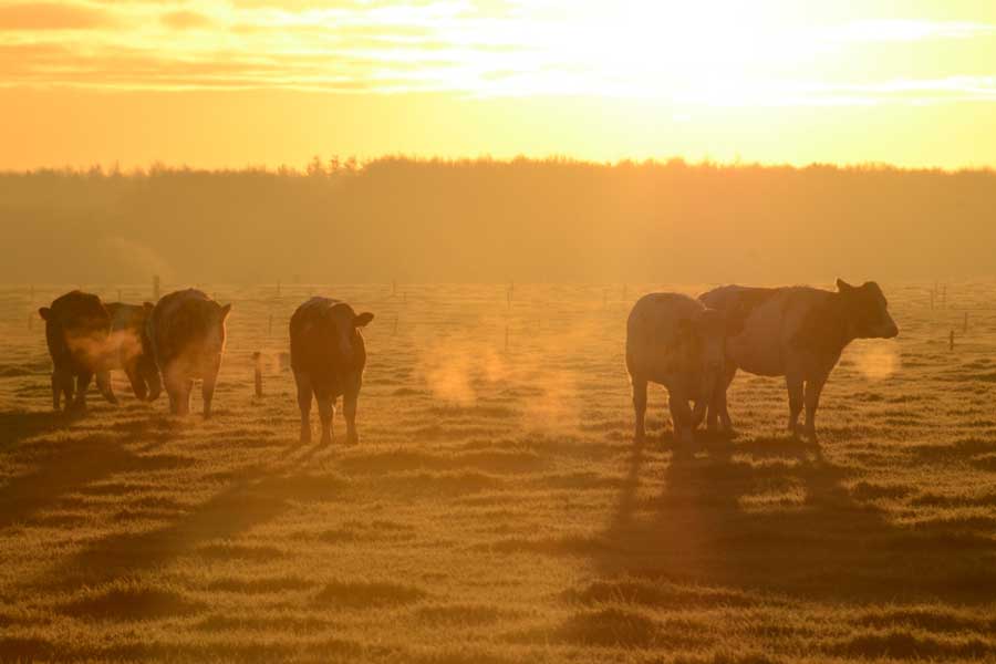 Een kudde runderen graast in het ochtendlicht