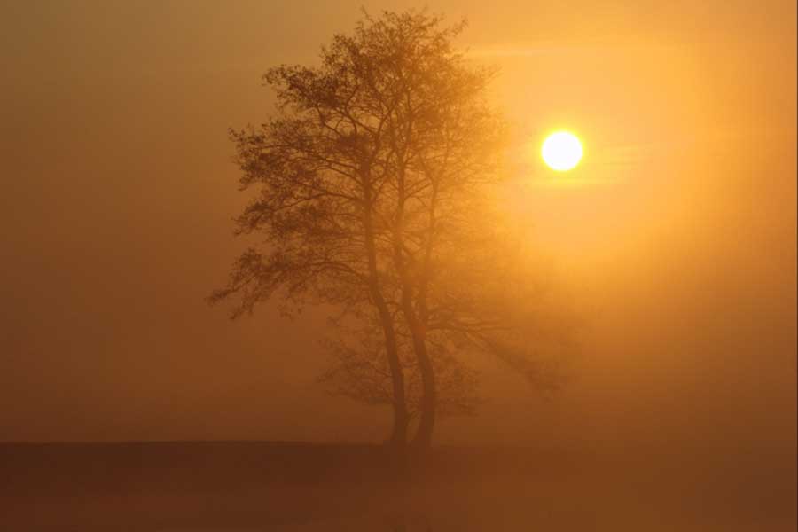 Het silhouet van een boom in de mist tegen de achtergrond van de laaghangende zon