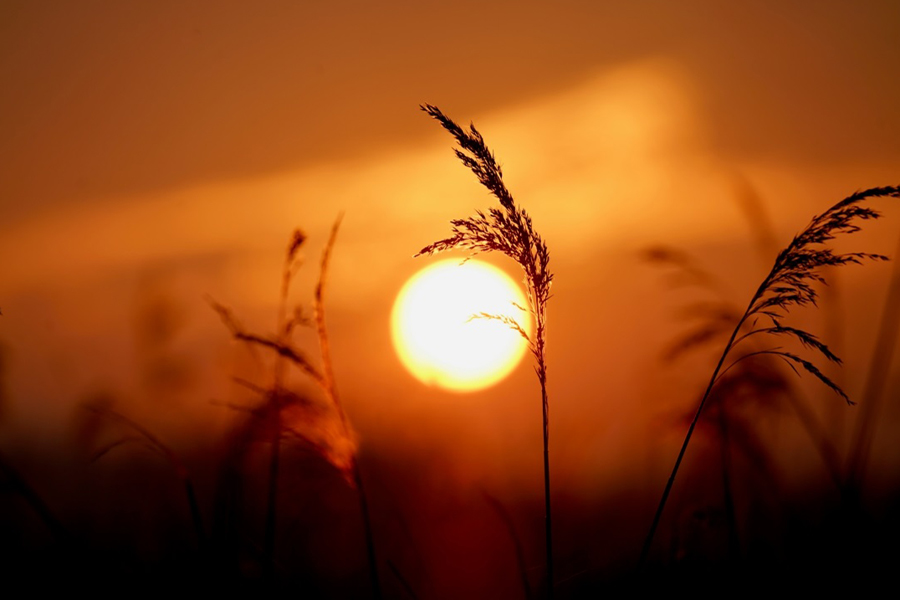 Zonsopkomst tussen het riet