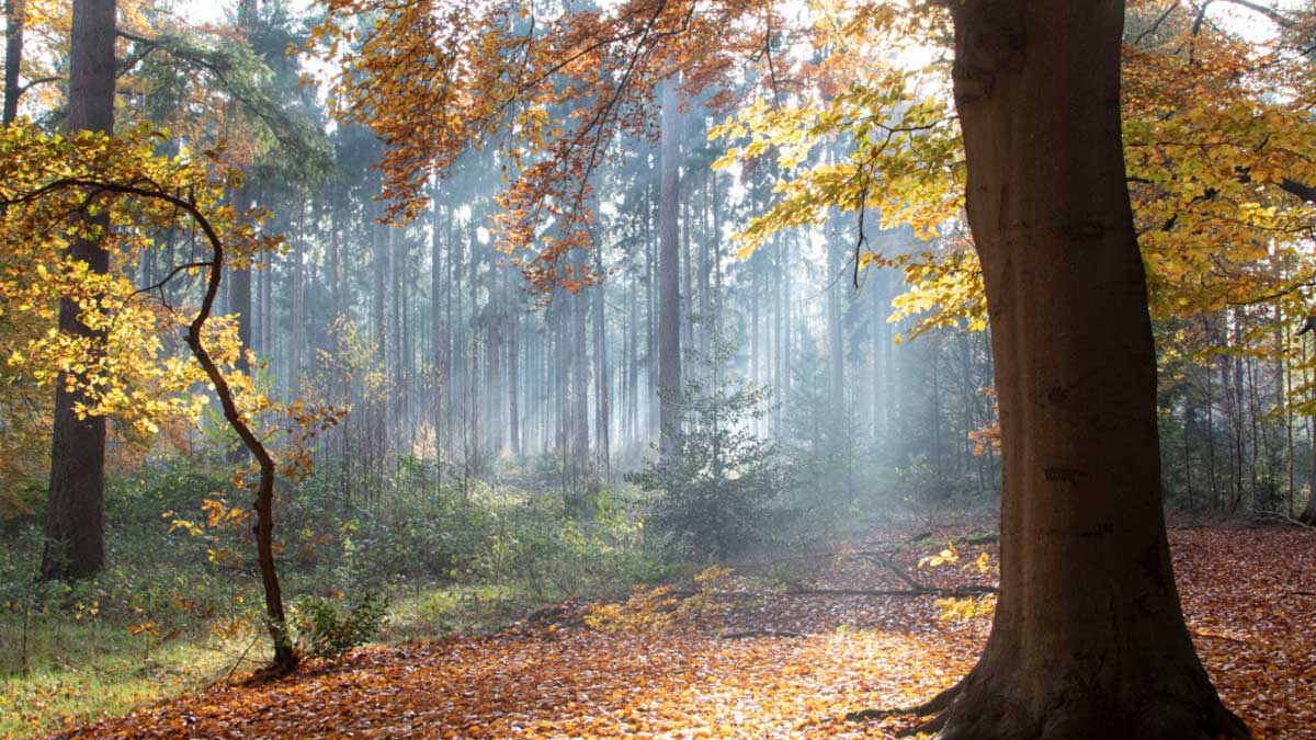 Een paadje in het bos in de herfst