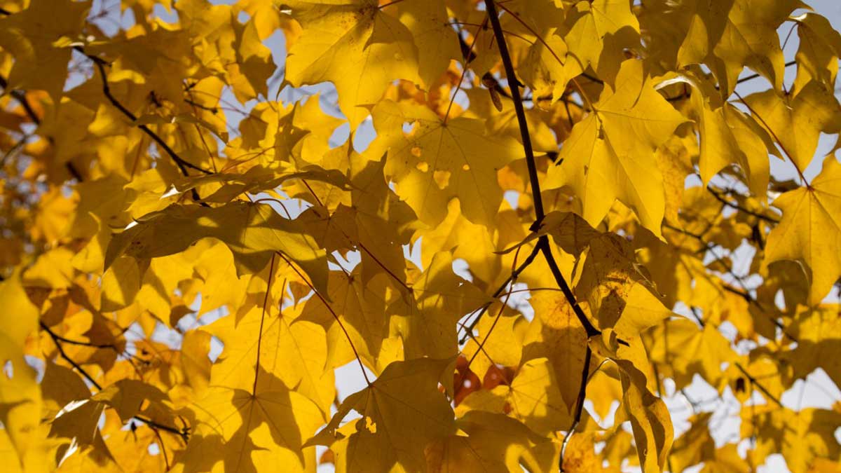 gele bladeren in de herfst