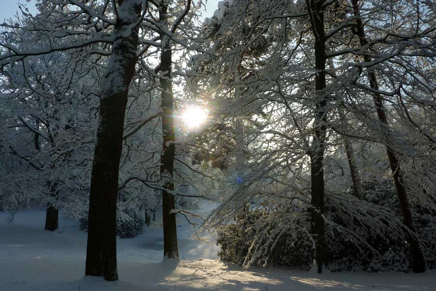 De zon schijnt tussen bomen door die zijn bedekt met sneeuw