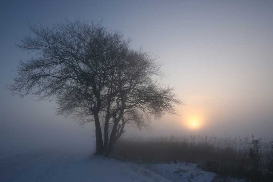 Een winters zonnetje beschijnt een boom aan het water in een winters landschap