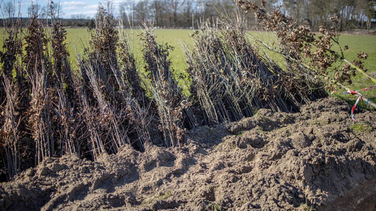 Ingekuild plantmateriaal