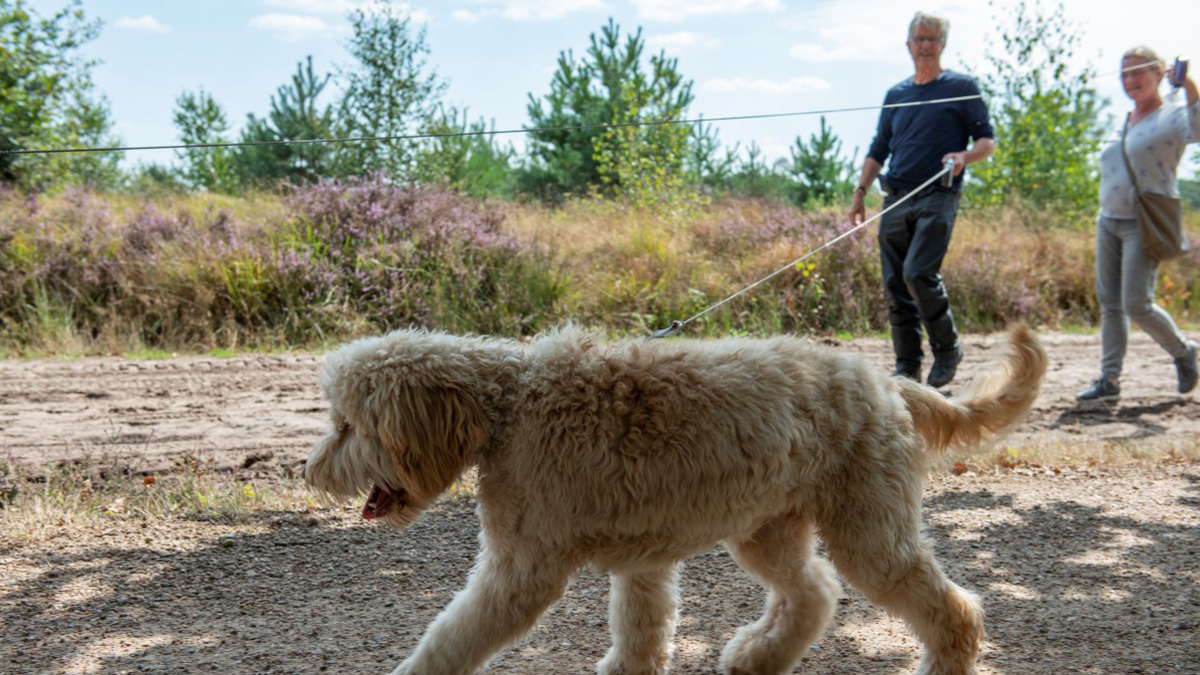 De leukste aangelijnde hond van Almere