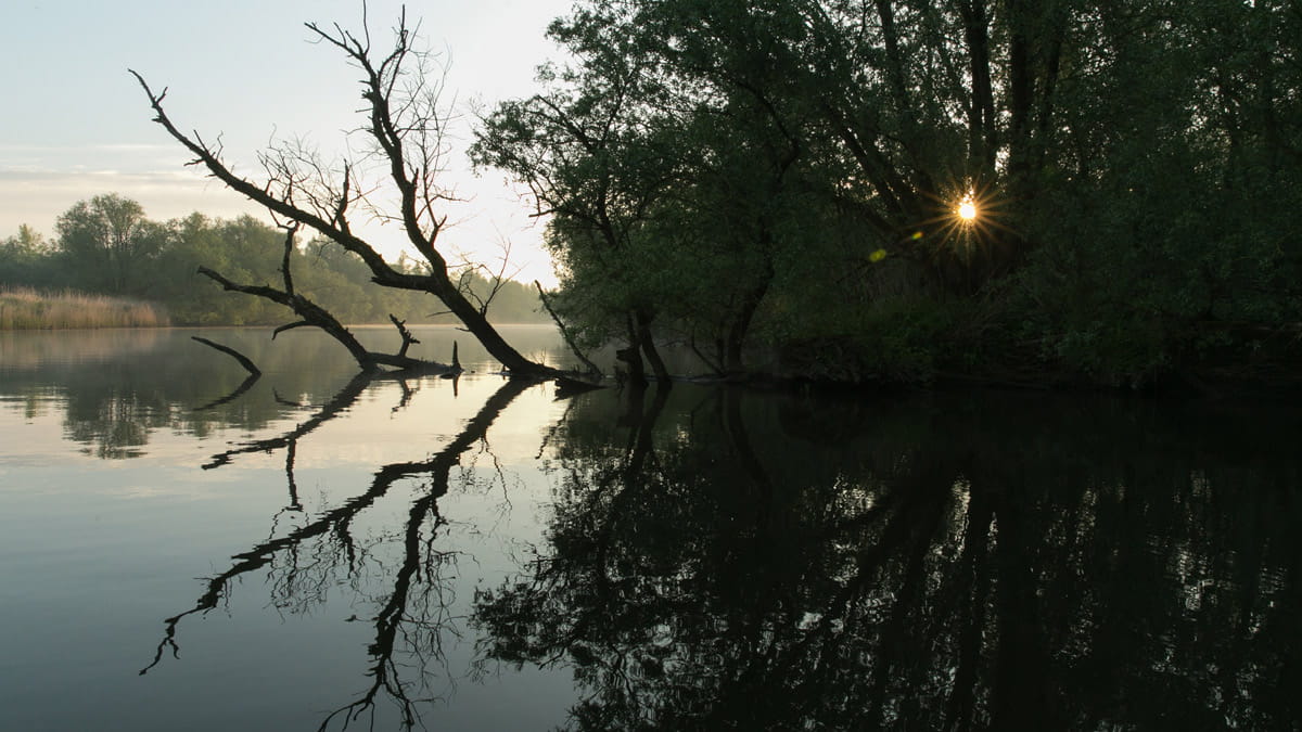 zonsopgang in biesbosch