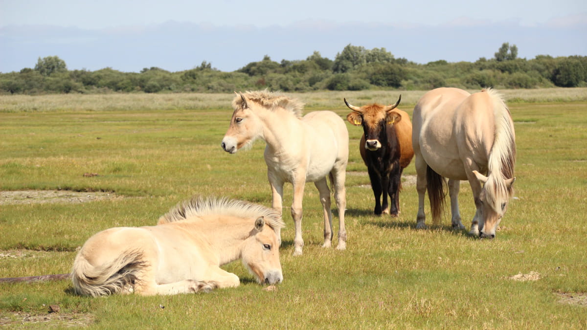 Veertig Jaar Grote Grazers In De Slikken Van Flakkee