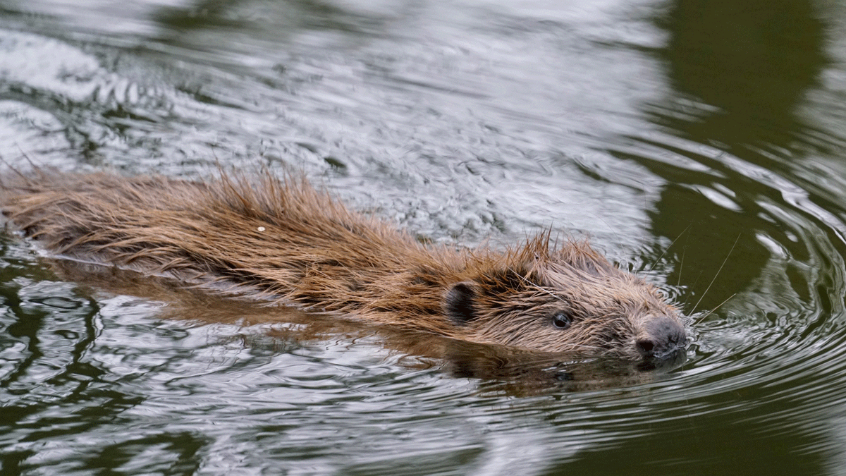 Helpt de bever tegen droogte?