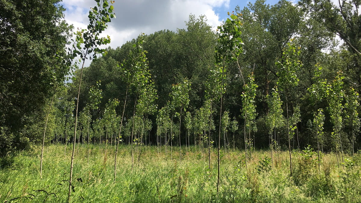 Nieuw bos in Limburg - foto Karel Küsters