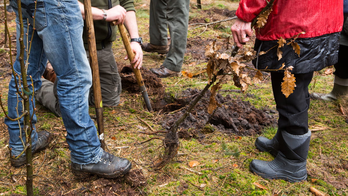 Groep personen plant bomen tijdens een boomplantactie