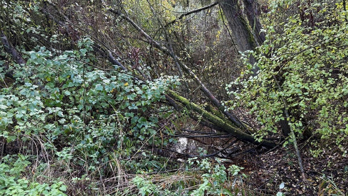 Buffelen in het Bufferbos