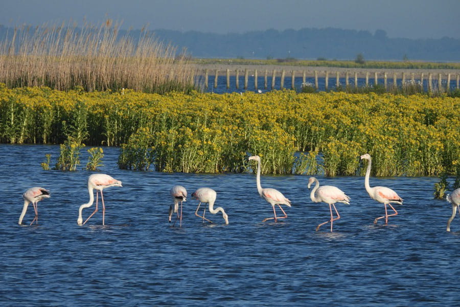 Flamingo's op de Markerwadden 31 mei 2022 © Tonnie Verheij