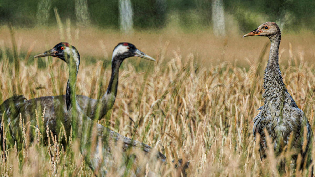 Kraanvogelkoppel met kuiken