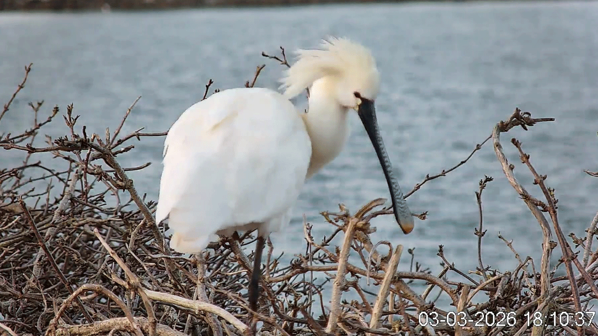 Lepelaarskolonie thuis te zien