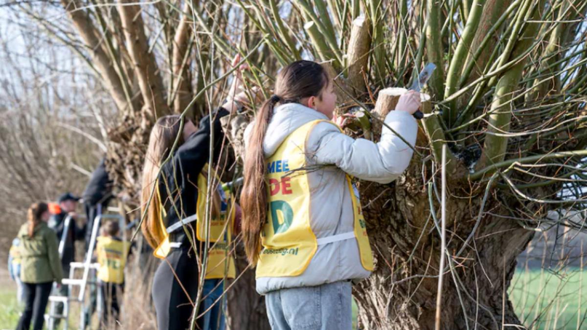 Drie dagen feest op Schouwen-Duiveland: drie dagen Boomfeestdag