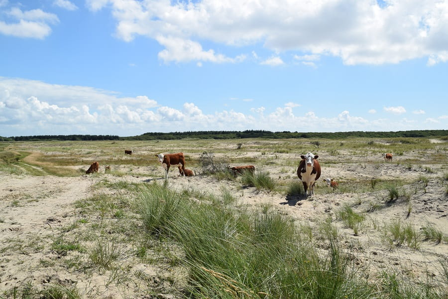 Hereford runderen