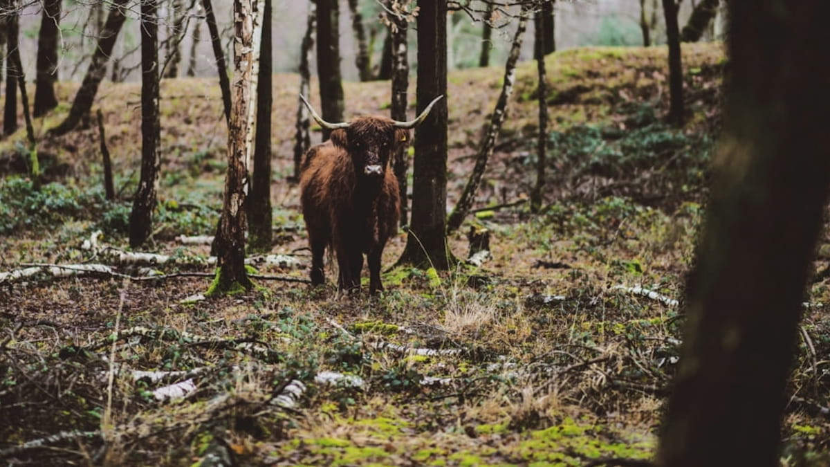 Schotse Hooglander in bos