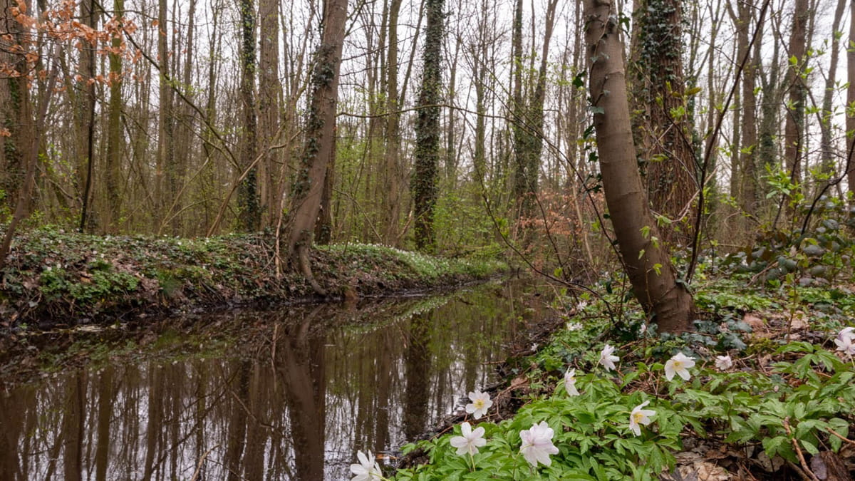 Bosanemoontjes in het Ulvenhoutse Bos