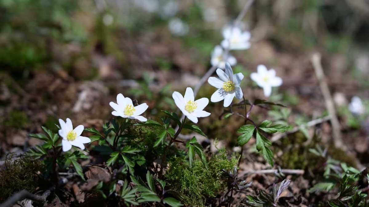 ulvenhoutse bos