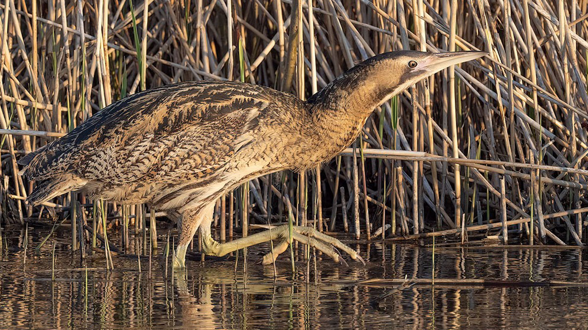 Een Roerdomp in het water