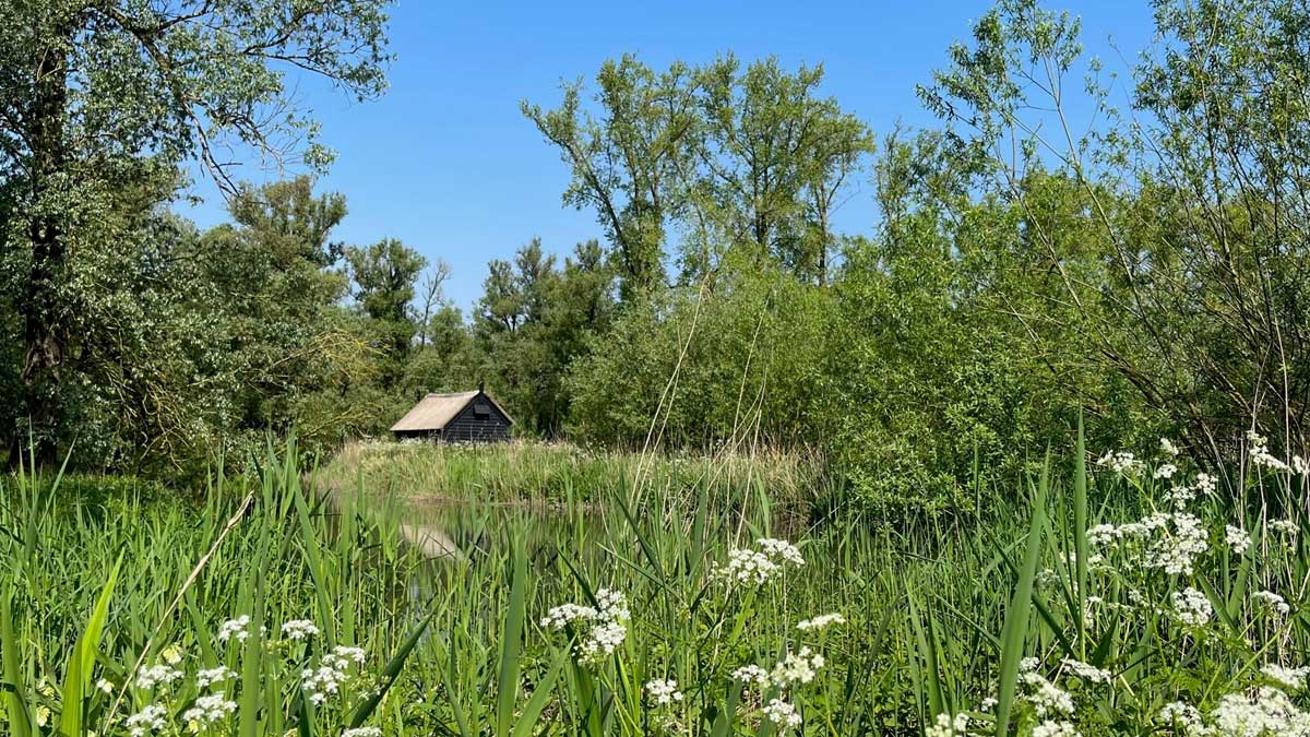 Griendkeet in de Biesbosch