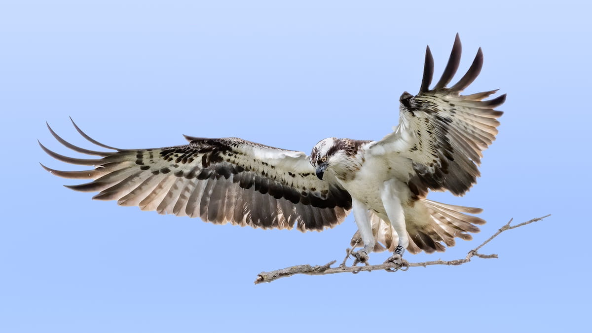vliegende visarend met tak in poten