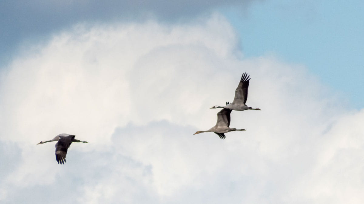 vliegende kraanvogels
