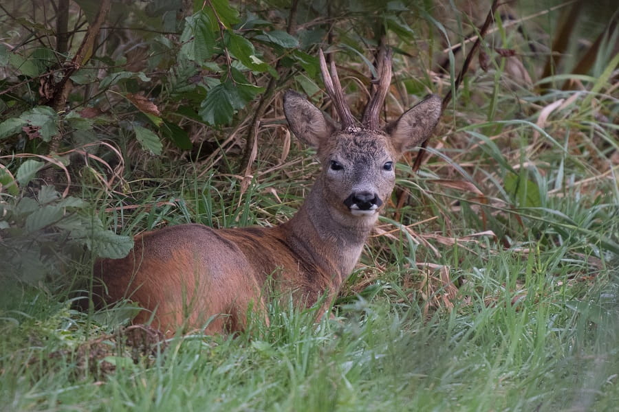 bruine reebok ligt op gras tussen groene bladeren en bruine takken