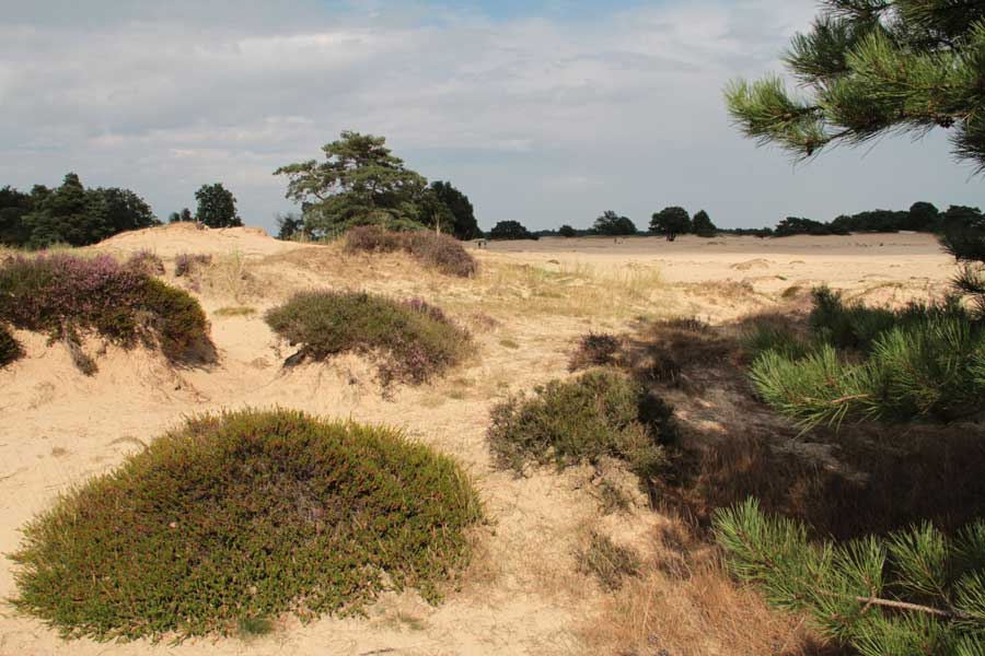 Heide en zand op het Aekingerzand in natuurgebied het Drents-Friese Wold