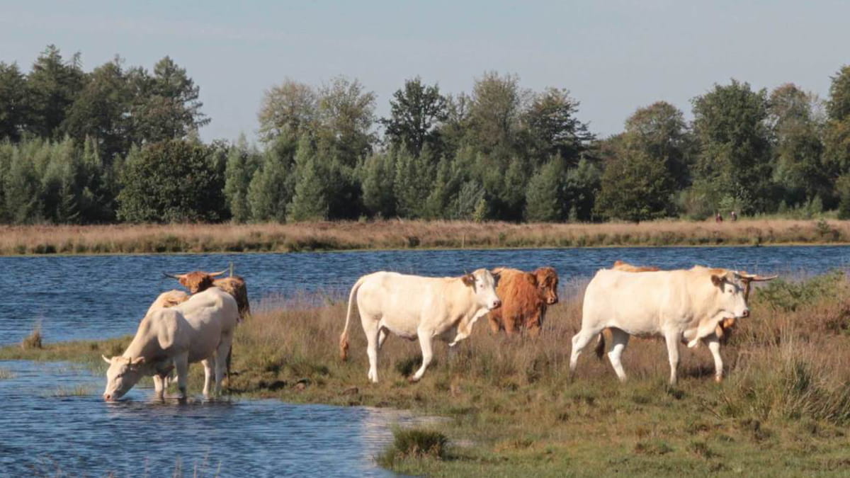 Koeien aan het water in het Drents-Friese Wold