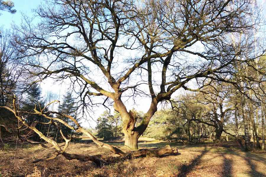 Grazende schapen in het Drents-Friese Wold