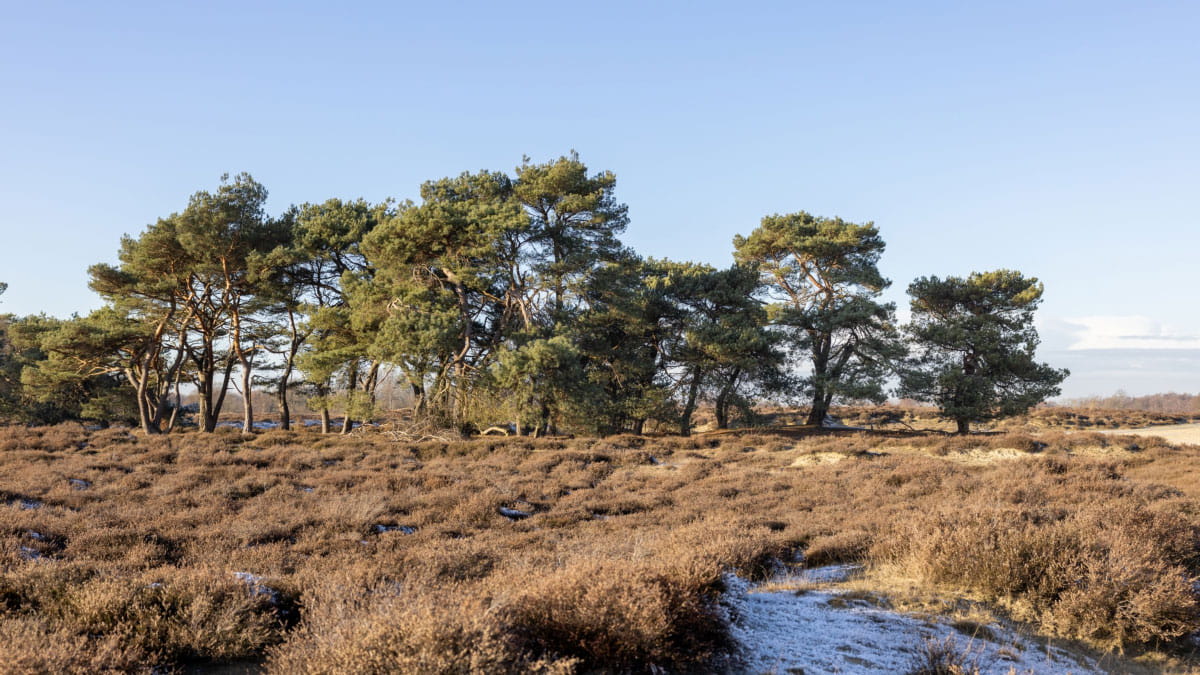 Schapen grazen tussen de heide op het Balloërveld in de Drentsche Aa