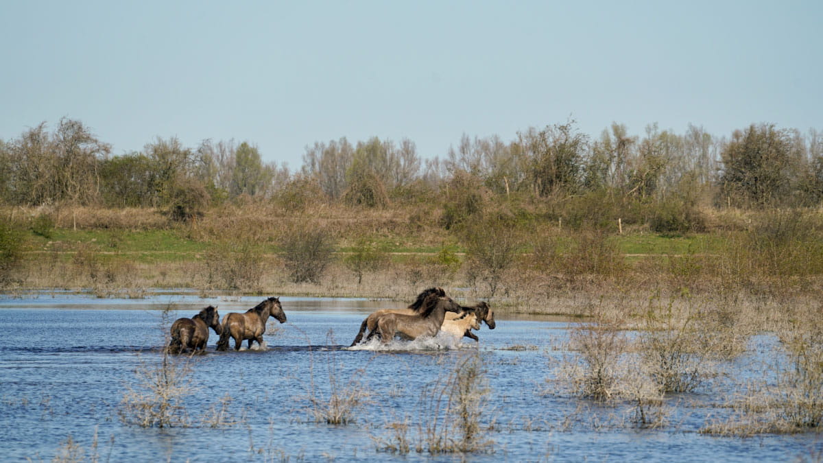 konikpaarden in uiterwaarden