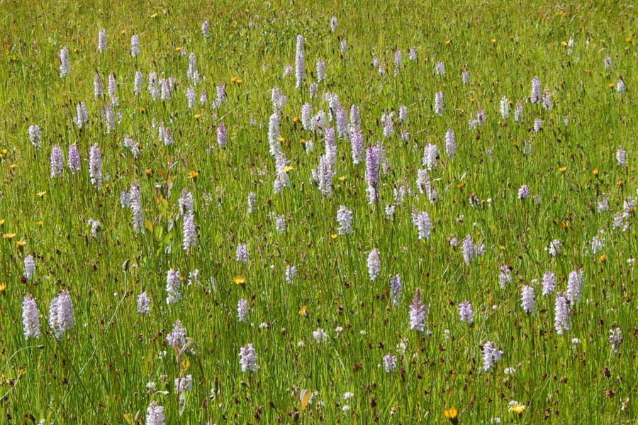 grasland met orchideen