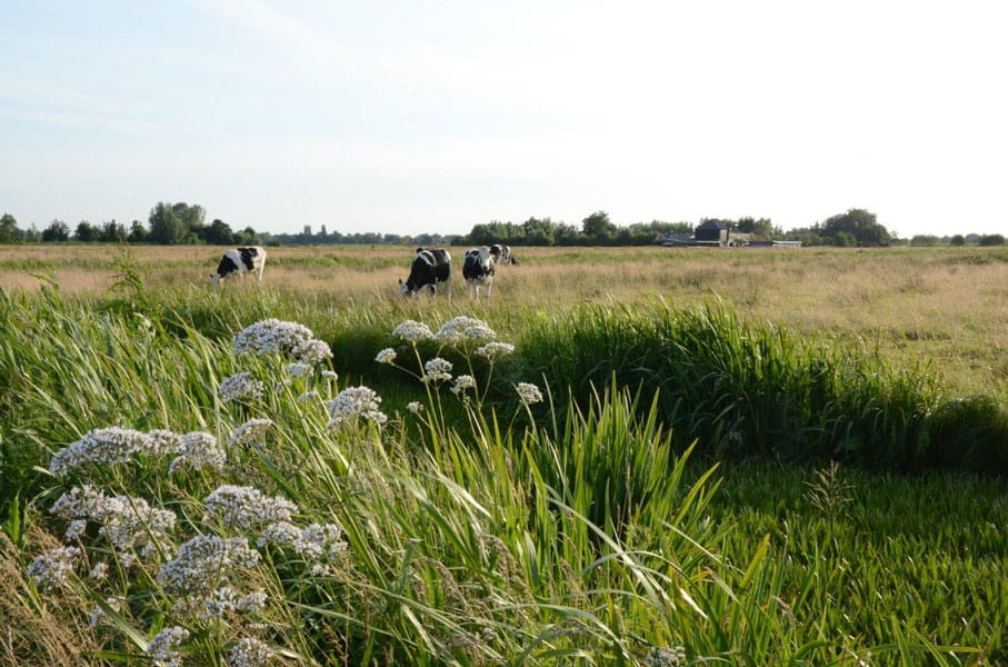 Koeien grazen op een grasland bij de Reeuwijkse Plassen in het Groene Hart