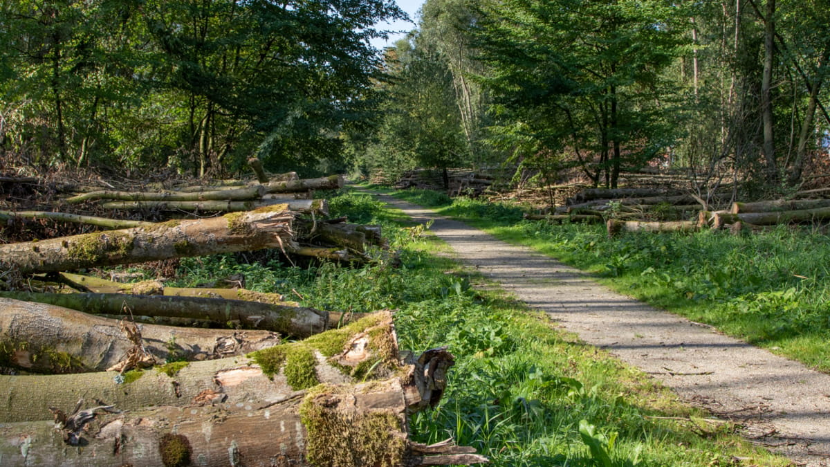 Door essentaksterfte aangetaste bomen