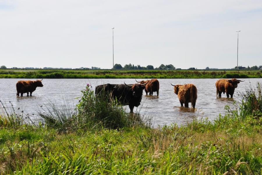 Schotse hooglanders in het Zaanse Rietveld in de Rijnstreek