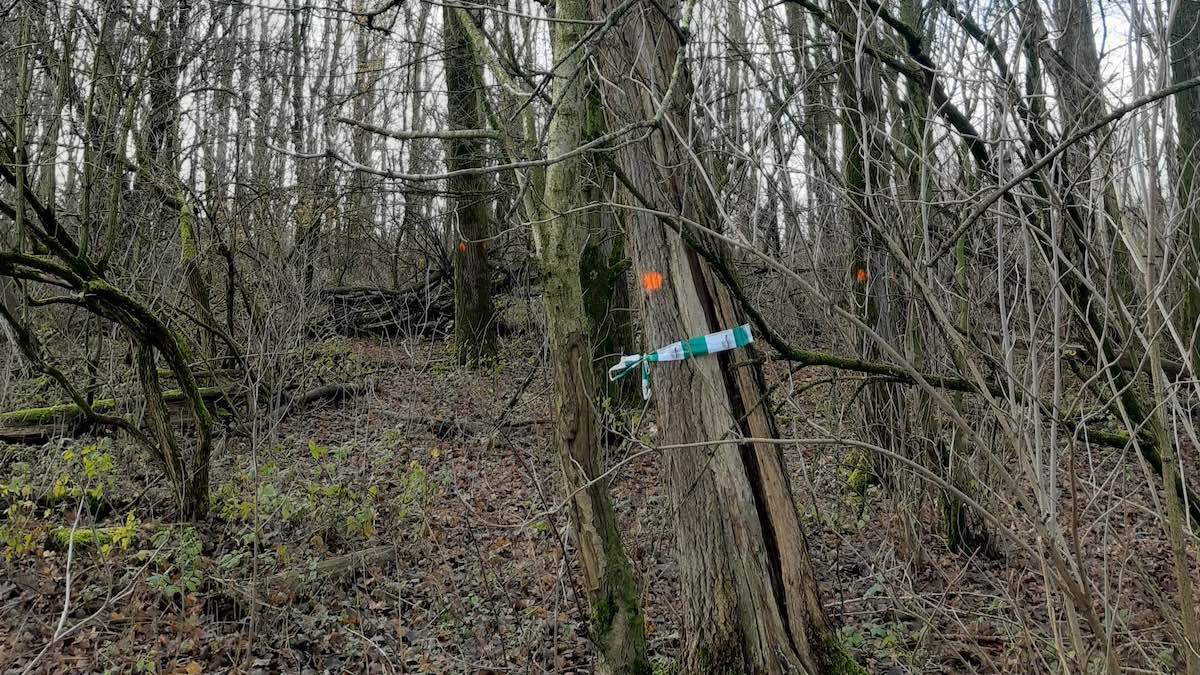 Boswerkzaamheden Rijndijk en Spookverlaat