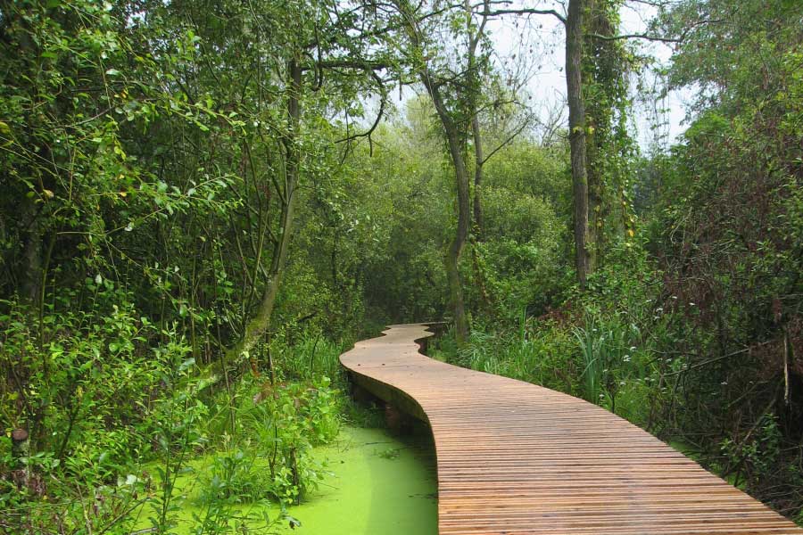 houten bruggetje door bos