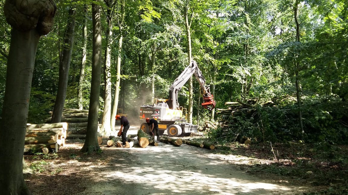 boswerkzaamheden in Haagse Bos