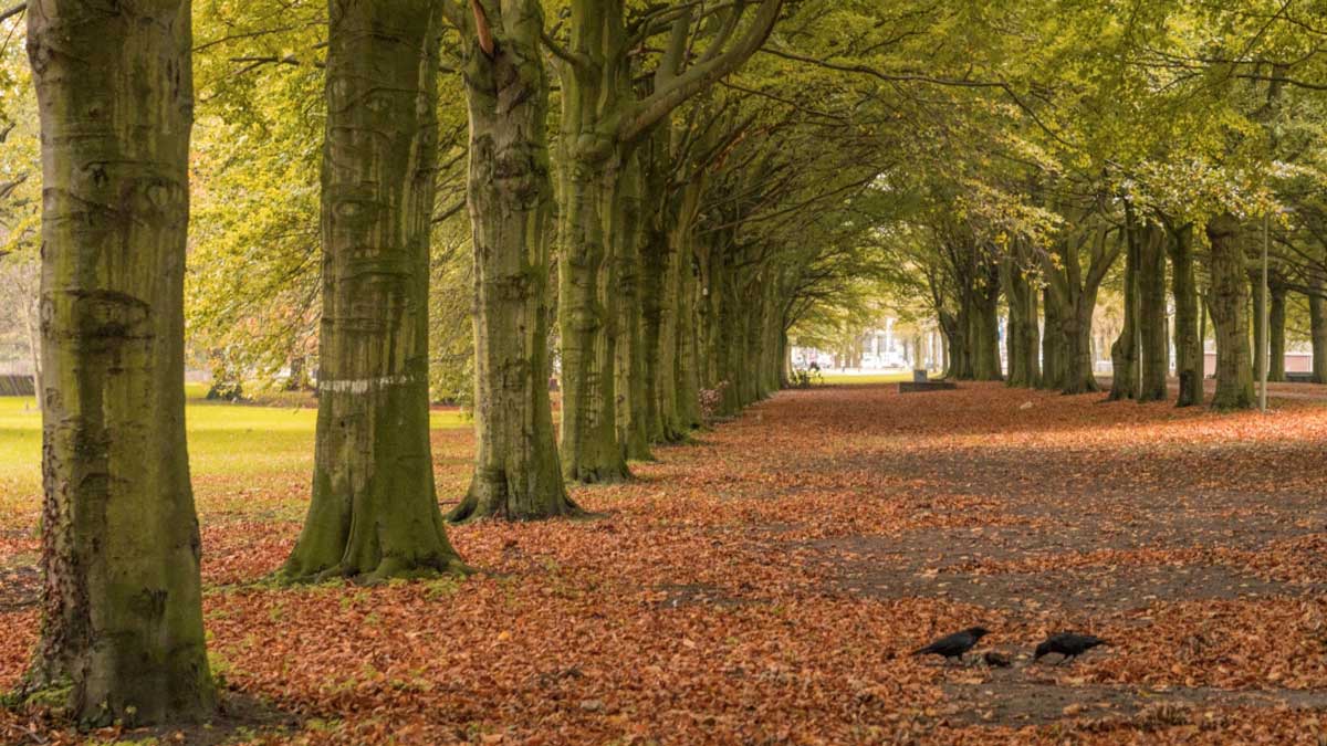 Laan in Haagse Bos